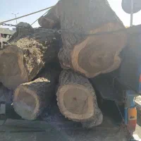 خریدار انواع چوب باغی