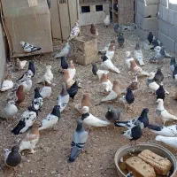 کبوتر|پرنده|یاسوج, |دیوار