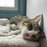 گربه|گربه|تهران, تهرانسر مرکزی|دیوار