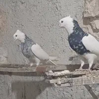 کبوتر‌طوقی