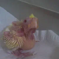 جوجه عروس هلندی