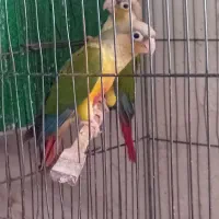 فروش جفت گرینچیک