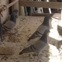 پلاکی  و پرشی