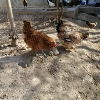 تخم مرغ نطفه دار گلین|حیوانات مزرعه|اصفهان, ملکشهر|دیوار