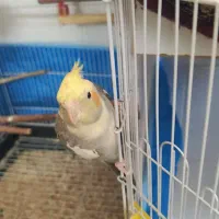 یک جفت عروس هلندی