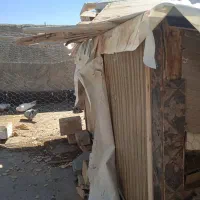 کبوتر فیت وپر