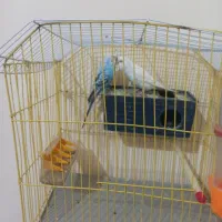 مرغ عشق موولد|پرنده|یاسوج, |دیوار