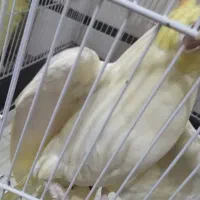 عروس هلندی ماده