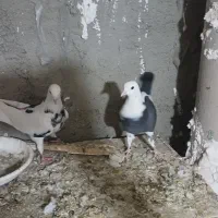 کفتر|پرنده|هشتگرد, قاسم آباد بزرگ|دیوار