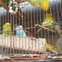 مرغ عشق|پرنده|بندرعباس, |دیوار