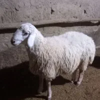 بره نر اندام درست واسه قوچ