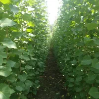 نهال صنوبر ارزان و پرفروش با گارانتی رشد|خدمات باغبانی و درختکاری|مهاباد (آذربایجان غربی), |دیوار