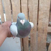 یک‌ جفت کفترسبزومگس