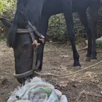 فروش اسب آرام و مطمئن. سالم و بدون بیماری
