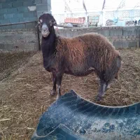 بره تخمی و قصابی