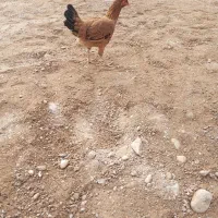 مرغ عربی اصل