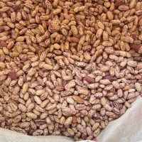 لوبیا چیتی درجه یک شرطی