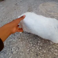 خرگوش نر|موش و خرگوش|زاهدان, |دیوار