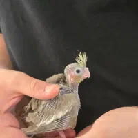 عروس هلندی ۲۰ روزه|پرنده|قم, باغ کرباسی|دیوار