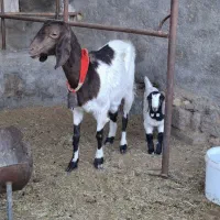 ۱راس بزو بزغاله .