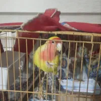 طوطی برزیلی