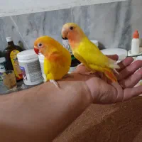 کوتوله سرلاکی تازه دونخور دستی بالغ وحشی