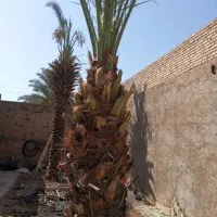قطع نخلستان. فروشی|خدمات باغبانی و درختکاری|شادگان, |دیوار
