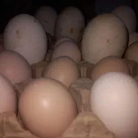 تخم قوغاز و برهما