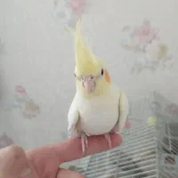 جوجه عروس هلندی رام و دستی 2 ماهه