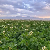 سیب زمینی بذری|عمدهفروشی|بهار, |دیوار