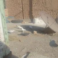 کفتر پرشی|پرنده|یزد, |دیوار