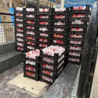 کارگر ساده بسته بندی میوه