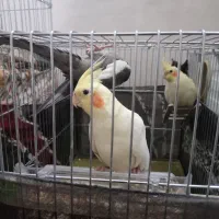 جفت‌عروس‌هلندی|پرنده|خرم‌آباد, |دیوار