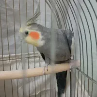 عروس هلندی نر و ماده