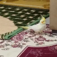 عروس هلندی لوتینو و جوجه عروس سینامون