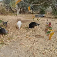 بقلمون با مرغ