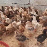 جوجه محلی مرغ و خروس رسمی گلپایگان