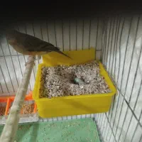 آماده به شرط|پرنده|تبریز, |دیوار