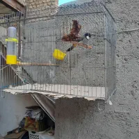 سهره اهوازی گم شده