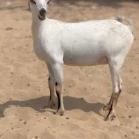بزغالهخاص