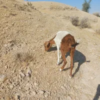 بز یا کهره|حیوانات مزرعه|خورموج, |دیوار