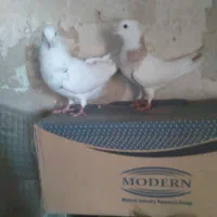 کفتر خوشکل|پرنده|ایذه, |دیوار