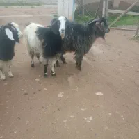 تعداد 6راس بز غاله نر