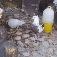 جفت طوق شازده و دم قهوای معاوضه|پرنده|کوهمره, |دیوار