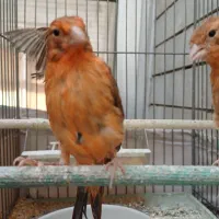 ۳عدد قناری سالم و سرحال