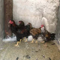 مرغ و خروس ویاندوت و گلین