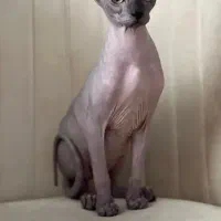 گربه اسفینیکس نر