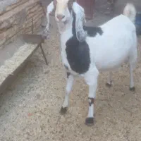 بز استاق چاق
