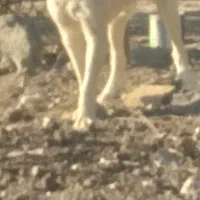 واگذاری سگ|سگ|گرگان, |دیوار