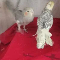 عروس هلندی دو عدد|پرنده|ری, دولت‌آباد|دیوار